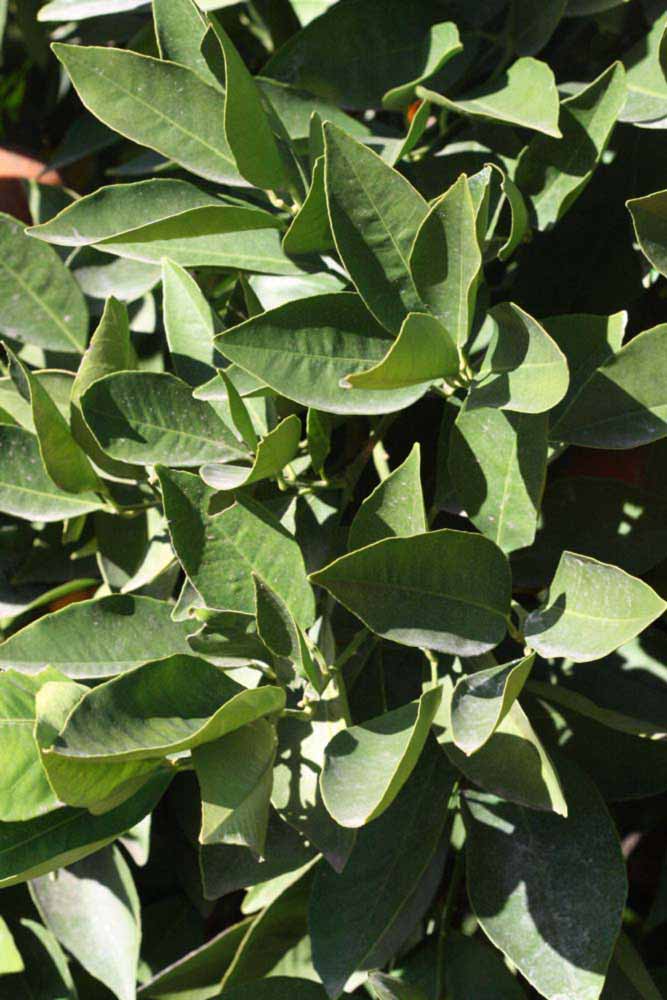            Sun leaves (Riverside, CA)   